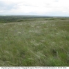 tr phryne biotope4 volg